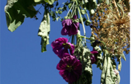 Montafon Kräuterwanderung Kräuter in Montafon